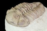 Detailed, Long Kainops Trilobite - Oklahoma #95690-6
